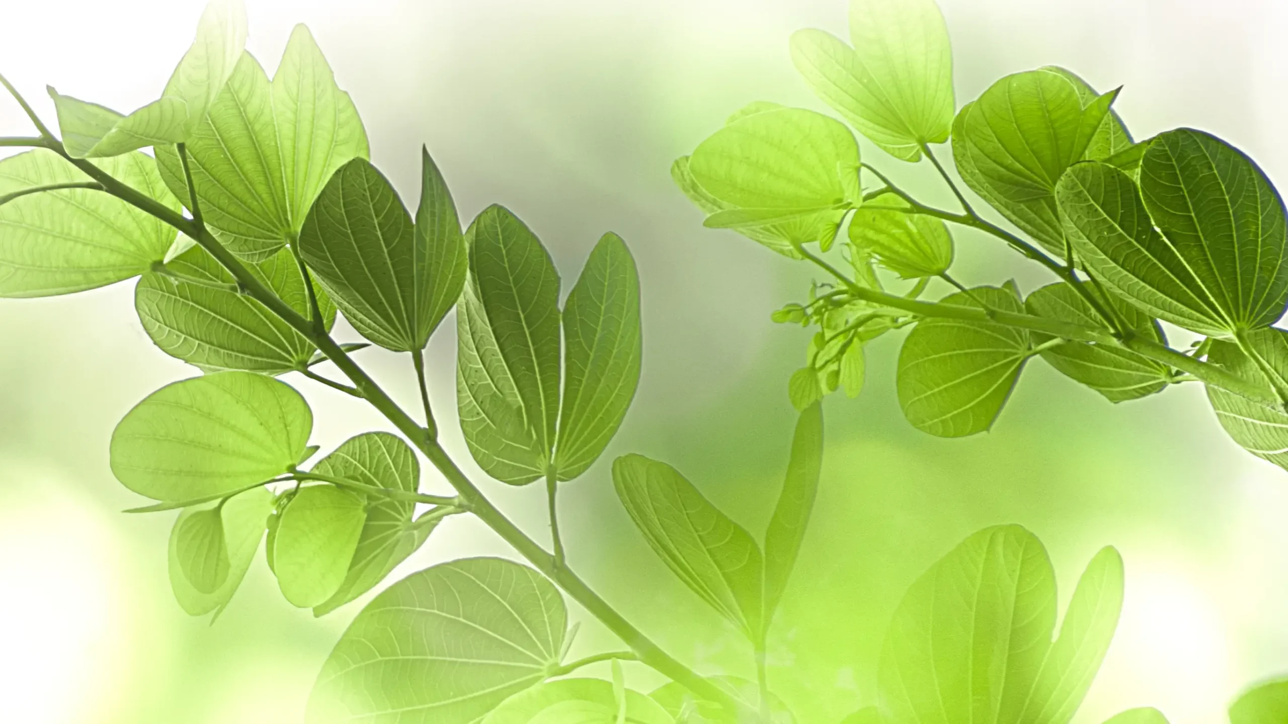 EGPF Peinture et Décoration - L’extérieur - 5