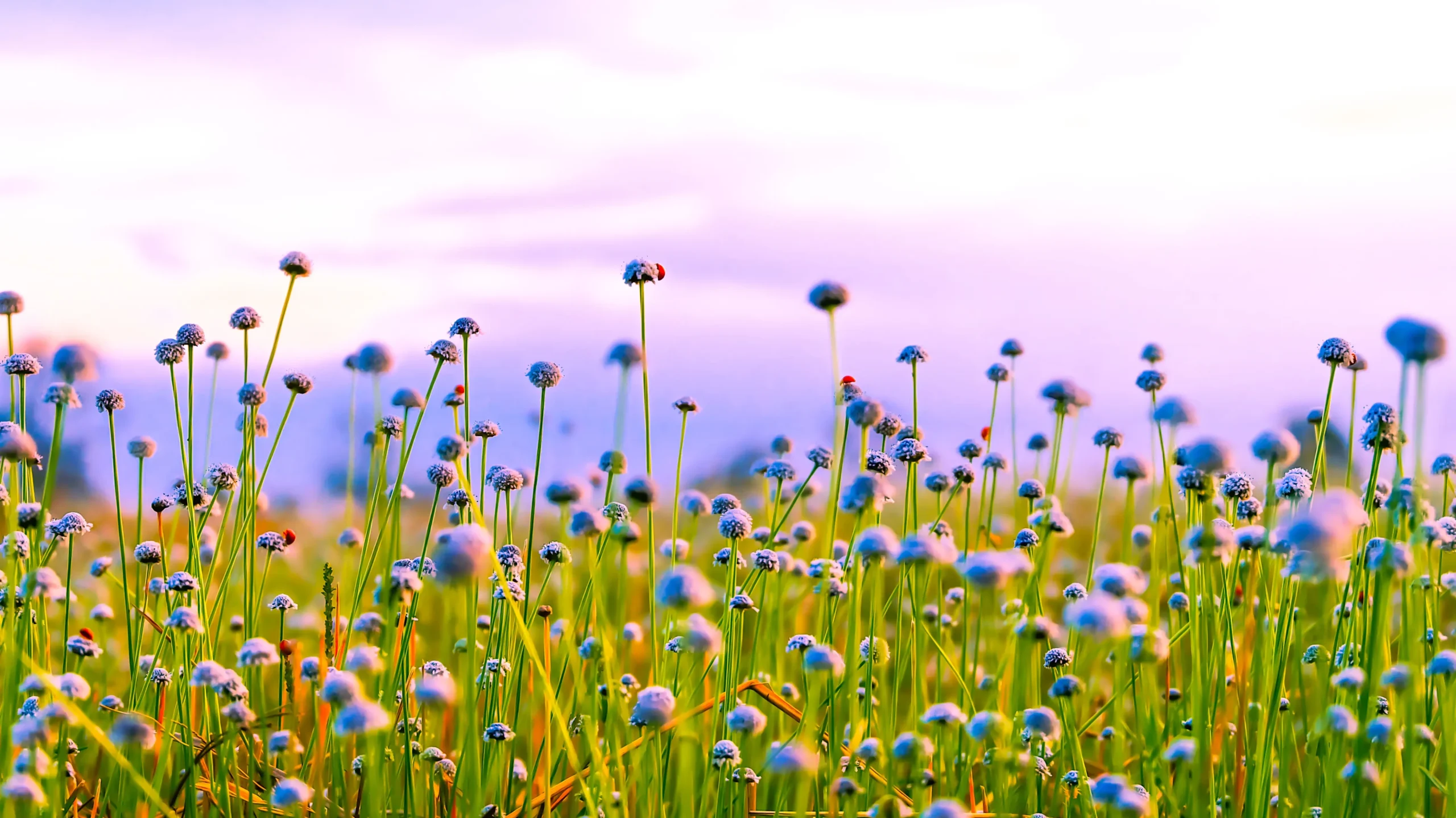 EGPF Peinture et Décoration - Professionnels - 6